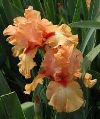Maybe you would like to learn more about one of these? Irises Iris Plants Island Sunset Ruffled Rich Apricot Pink With Tangerine Beard Limited Stock For Sale In Pretoria Tshwane Bulb Flowers Iris Plants