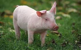 Résultat de recherche d'images pour "pig"