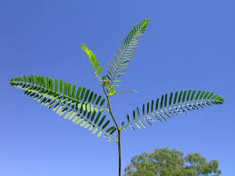 Image result for Sesbania macowaniana