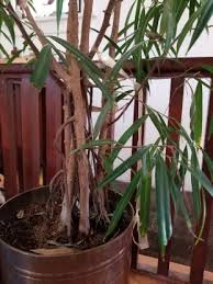 Image result for Asparagus falcatus