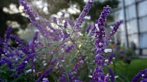How much is salvia divinorum at diviner's sage? Salvia Sage Of The Diviners Terpenes And Testing Magazine