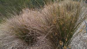 Image result for Juncus kraussii