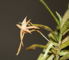 Image result for Angraecum cultriforme