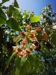 Image result for Brachychiton