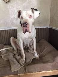 Detroit Animal Welfare Group (DAWG) - Guera our blind Great Dane is still  looking for a forever home. No small dogs or cats. Needs a fenced yard. |  Facebook