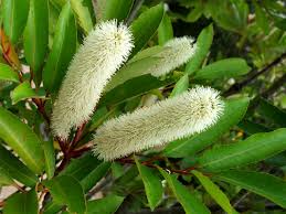 Image result for Cunonia capensis