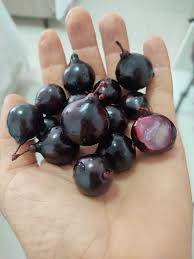 Image result for Plinia