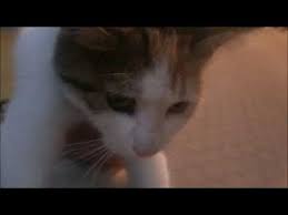Kedi Yavrusu Nasil Beslenir