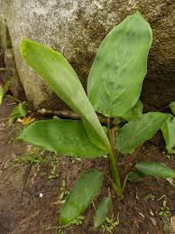 Image result for Maranta arundinacea