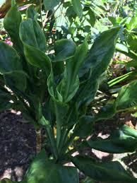 Image result for Tinnea coerulea