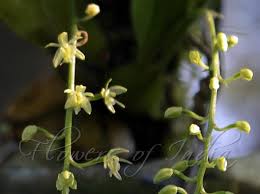 Image result for Liparis