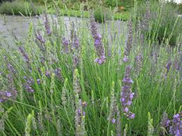 Many other culinary herbs like rosemary, lavender, and sage also thrive with low water levels. The Best French English Lavender Varieties To Grow In Zone 5 Dengarden