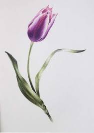 Flowers Sketch Tulip 63 Ideas Tulips Art Flower Sketches Tulip Painting