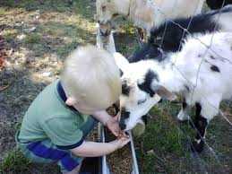 This method is the easiest way for first timers to learn how to neuter their goats. How To Raise And Care For Nigerian Dwarf Goats Pethelpful