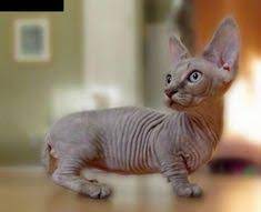 Just as the siamese has. 14 Minskin Cat Ideas Cat Breeds Cats Hairless Cat