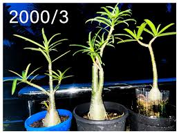 Image result for Stomatostemma