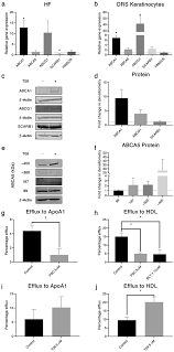 Neil persadsingh compared african, asian and caucasian hairs removed while combing and concluded that african hairs have a higher number of knots, partial. Localisation And Regulation Of Cholesterol Transporters In The Human Hair Follicle Mapping Changes Across The Hair Cycle Springerlink