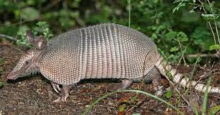 Armadillos Are Moving North Armadillo Mammals Animals