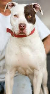 Pin On Petfinder
