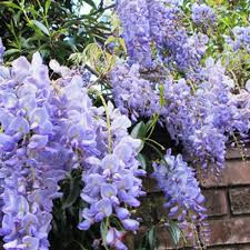 Since it blooms a bit later than. Wisteria Sinensis Blue Sapphire 3l Pot 27 99