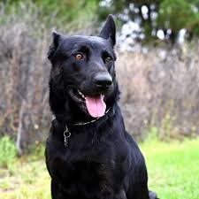 What was their original intended purpose? Dog For Adoption Dutch A German Shepherd Dog In San Diego Ca Petfinder