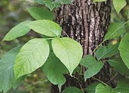 The underside of poison ivy leaves has a fuzzy or velvety feel, similar to. Follow The Leaves Of 3 Rule When Trying To Identify Poison Ivy Tylerpaper Com