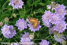 Image result for Scabiosa col.`Butterfly Blue`
