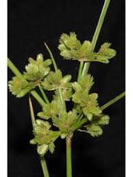 Image result for Cyperus