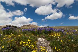 Maybe you would like to learn more about one of these? Beartooth Pass Red Lodge Montana Off The Beaten Path