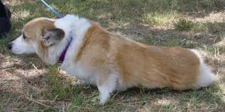 Maybe you would like to learn more about one of these? Welsh Corgi News Degenrative Myelopathy Dm
