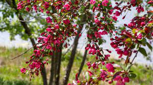 Some ornamental trees in zone 7 make songbirds very happy with clusters of red or purple berries. 7 Small Flowering Trees For Small Spaces Arbor Day Blog