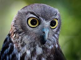 Bird With Big Eyes Animales 23 06 08 Owl Species Owl Owl Bird
