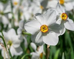 Department of agriculture plant hardiness zones 4 to 8. 9 Dog Safe Flowers Safe Blooms To Plant Around Your Pooch
