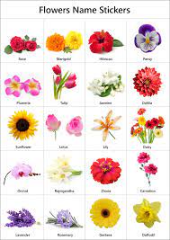 Maybe you would like to learn more about one of these? Flowers Name In English Pictures Videos Charts Ira Parenting Flowers Name In English Flower Names Flowers Kindergarten