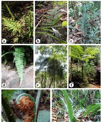 Image result for Anemiaceae