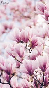 Magnolia Wallpaper Pink Mobile Blumentapete Kostenlose Hintergrunde Hintergrundbilder Blumen Dunkle hintergrundbilder iphone hintergrundbild cooler hintergrund dunkelheit tapeten blumen farben muster farbpaletten.