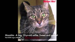 Cat adoption team is the largest nonprofit, adoption guarantee cat shelter in the pacific northwest. Super Senior Cats For Adoption Youtube