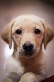 See more ideas about puppies, labrador, lab puppies. 500 Labrador Pictures Download Free Images On Unsplash