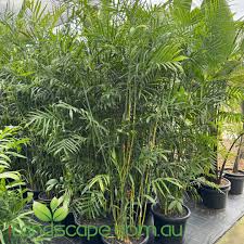 Image result for Chamaedorea seifrizii