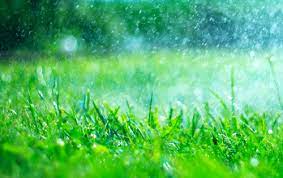 As a local company, we know the terrain and plant life around tyler, longview & athens, tx very well. Weeding Services Lawn Care Services Tyler Longview Athens Tx