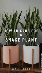 Here S Exactly How To Care For Your New Snake Plant According To Someone With A Green Thumb Snake Plant Indoor Snake Plant Care Plants