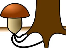Fungi live on plants, soil, animals, indoor items, and even on our bodies (1). File Mycorrhizal Fungus Svg Wikipedia
