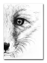 Ansichtkaart Vos Dieren Tekenen Kunst Schetsen Vossen Tekening