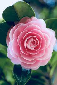 Soraniyan I Found A Flower Brooch Camellia Japonica F Otome Amazing Flowers Flower Aesthetic Beautiful Flowers