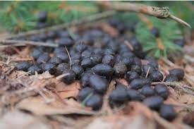 Waschbaren im garten anzeichen bekampfung und pravention. Kot Im Garten Und Auf Terrasse Welches Tier War Es Gartenlexikon De