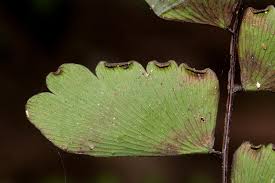 Image result for Adiantum soboliferum
