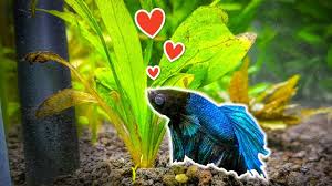Could we and should we do better for them when it comes to tank size? 7 Popular Plants For Betta Fish You Need To Try Youtube