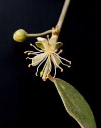 Image result for Capparis fascicularis