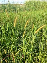 Image result for Setaria pumila