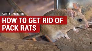 Pack rat is an army in can, if you're going to turn two pack rat you are usually going all in. How To Get Rid Of Pack Rats In Your Home Car Or Garage Diy Guide
